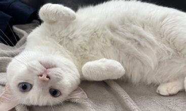 夏から秋に気をつけたい猫の健康管理|換毛期・寒暖差・マダニ対策