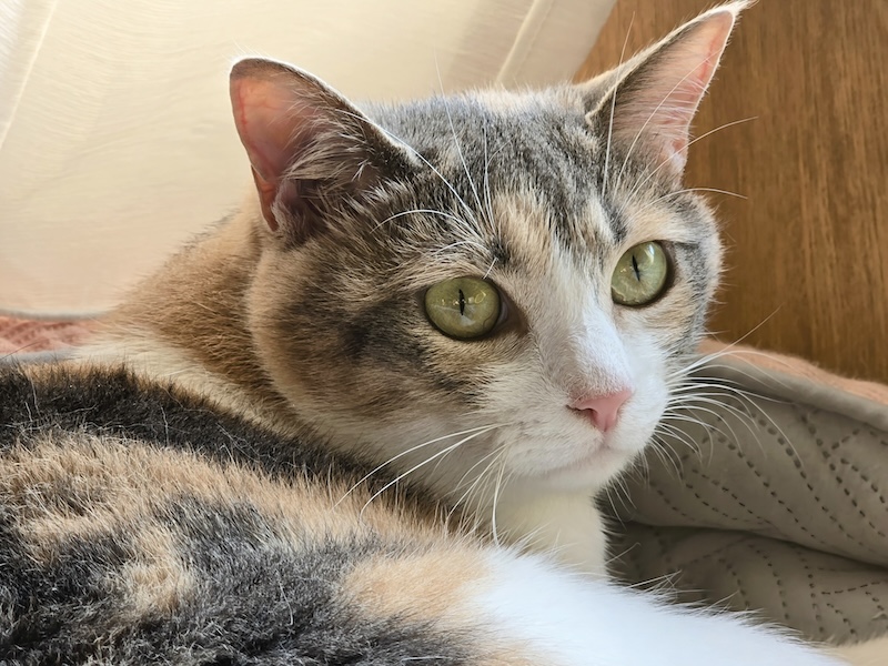 夏から秋に気をつけたい猫の健康管理|換毛期・寒暖差・マダニ対策