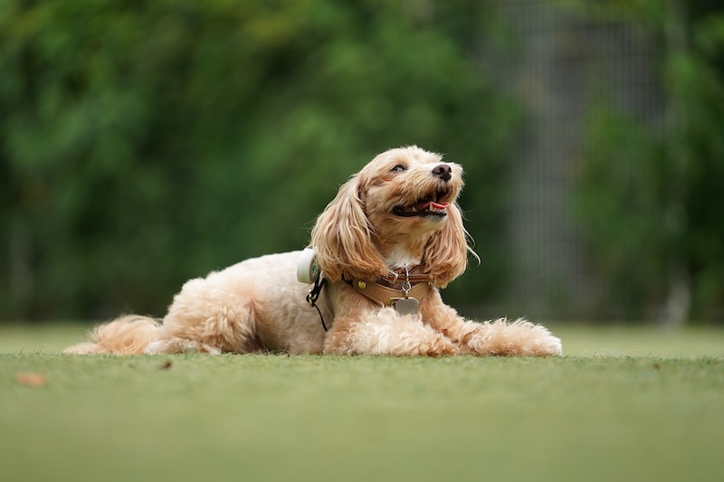 夏から秋へ。犬の健康管理とマダニ対策のポイント