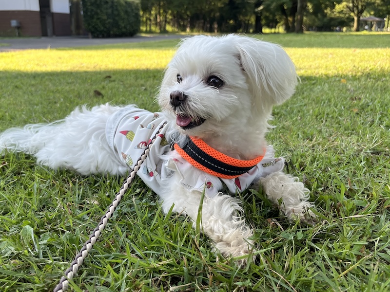 夏から秋へ。犬の健康管理とマダニ対策のポイント