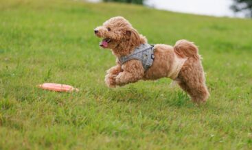 犬の秋冬ケアと健康管理|寒さ・運動・食べ物の注意点