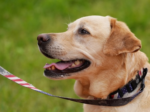 犬の秋冬ケアと健康管理|寒さ・運動・食べ物の注意点
