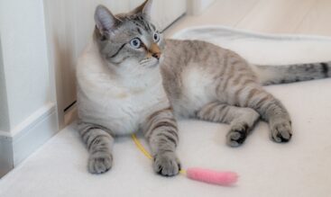 猫の冬支度と寒さ対策｜秋から冬の健康管理ポイント