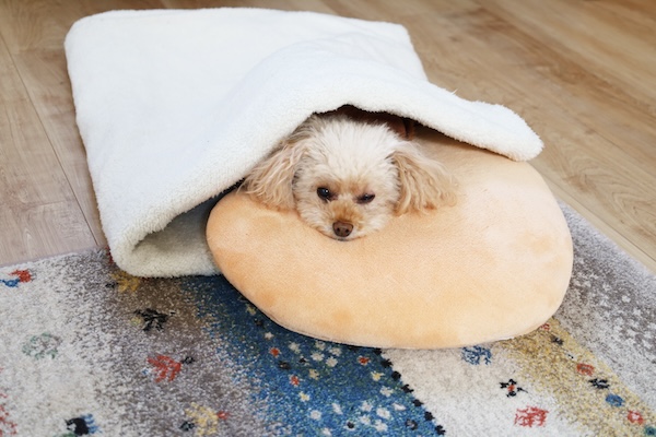 冬支度をした犬の写真