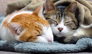 秋から冬へ|11月から始める猫の健康管理|乾燥・換毛・ストレス対策