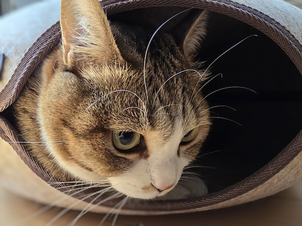 猫の冬の活動量低下とストレスケア
