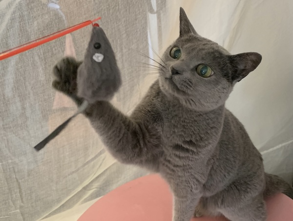 猫の隠れ肥満対策