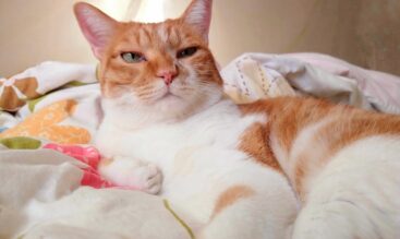 猫の隠れ肥満が急増中！運動不足・隠れ肥満のチェックポイントと対策