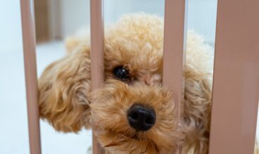 犬がお留守番で不安に… 分離不安の行動サインと改善のポイント
