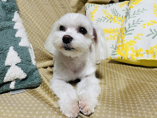 犬の分離不安対策