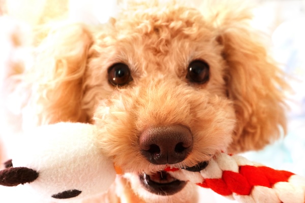 犬と過ごす年末年始
