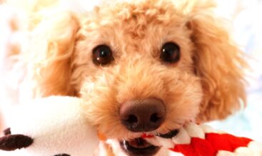 年末年始を犬と安心して過ごすために知っておきたいポイント