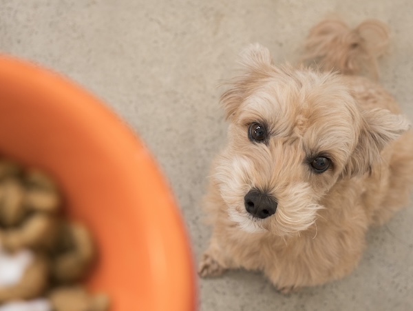 ご飯を待っている犬