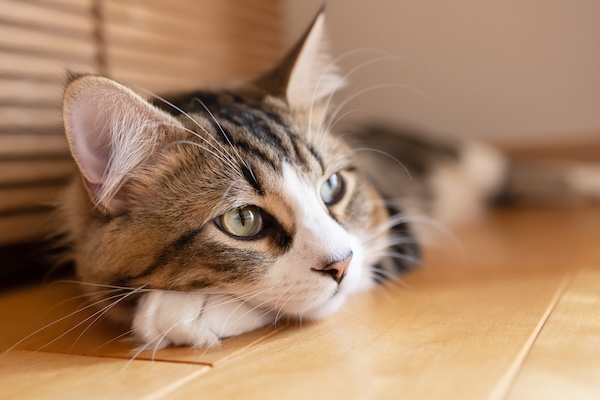 年末年始、猫がいつも通り過ごすために飼い主ができること