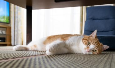 年末年始、猫がいつも通り過ごすために飼い主ができること