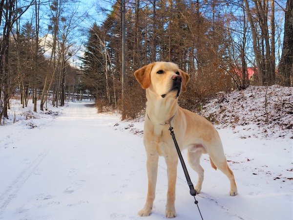 犬は寒さに強い？