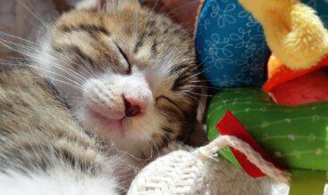 冬になると猫がよく寝る？行動の変化からわかる体調サイン