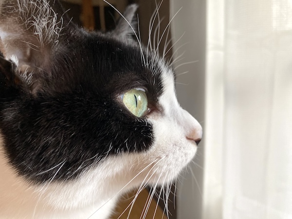 冬に見られやすい猫の行動変化