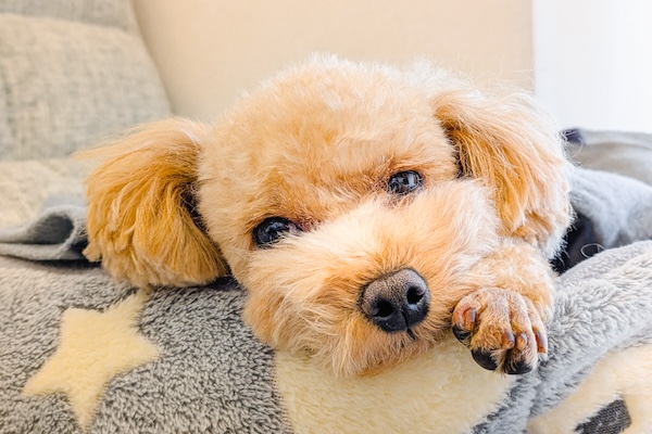 愛犬の寒さ対策