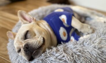 冬に見られやすい犬の体調の変化