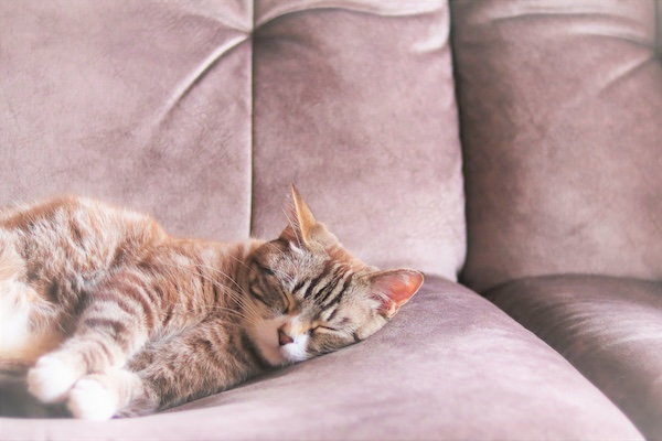 猫は冬になるとよく寝る？