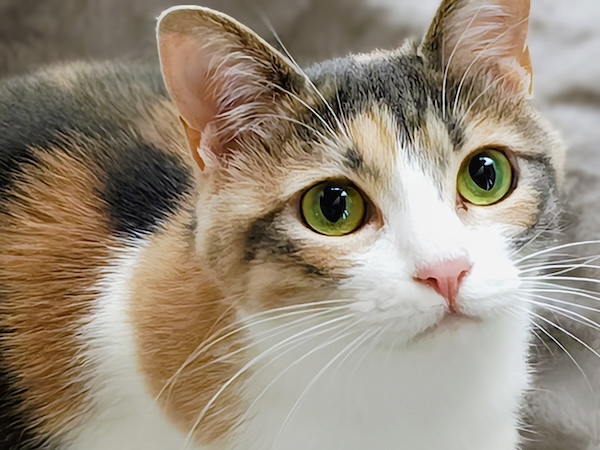 換毛期とストレス対策のポイント