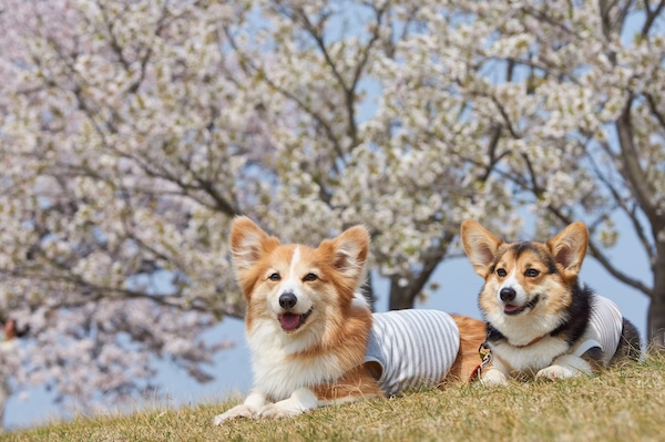 春は要注意！犬の体調管理