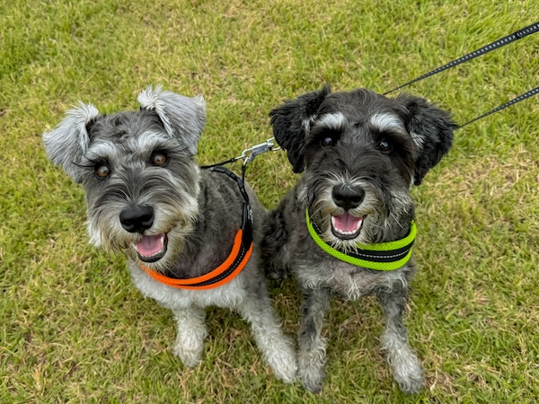 春は要注意！犬の体調管理