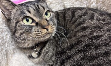 春は猫も不調になりやすい？換毛期・毛玉・食欲低下の対策まとめ