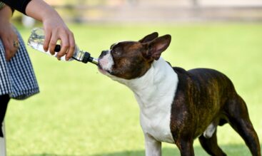 春に増える犬の体調不良とは？かゆみ・下痢・換毛期の対策法