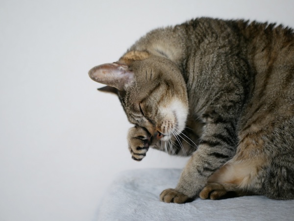 グルーミングする猫