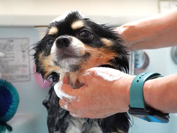 犬の換毛期 トリミングサロンでの抜け毛ケア
