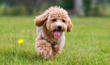 愛犬との休日、何して過ごす？浜松市天竜区春野町で楽しむドッグランとペットライフ