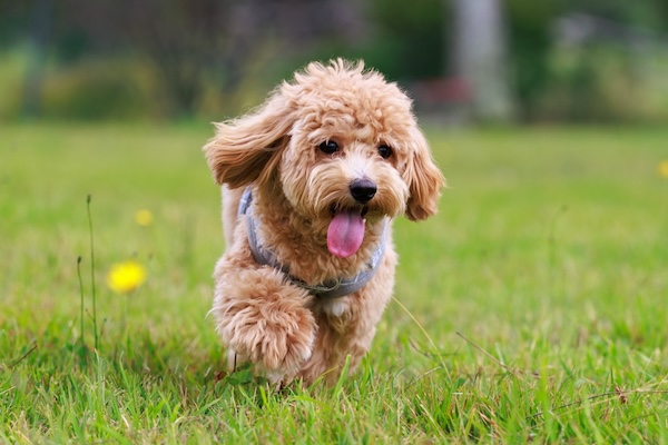 春の換毛期、犬の抜け毛ケア