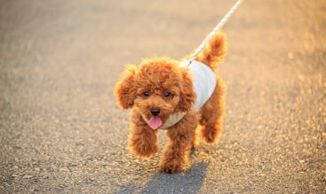 ペットとの暮らしで困った時、どこに相談しますか？