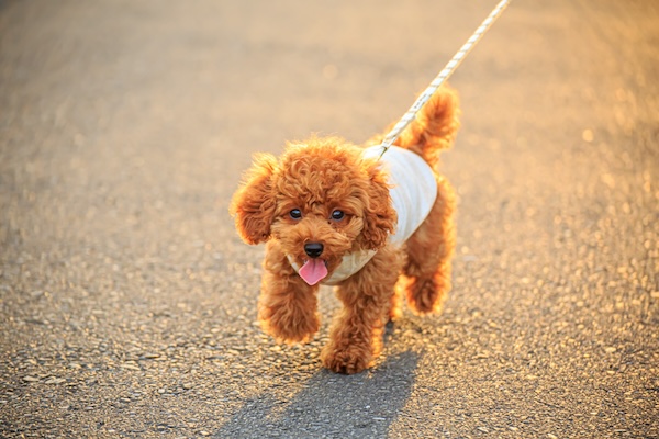 春でも要注意！犬の熱中症対策と正しい散歩時間