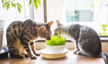 ペットと家族の「これから」に寄り添う場所