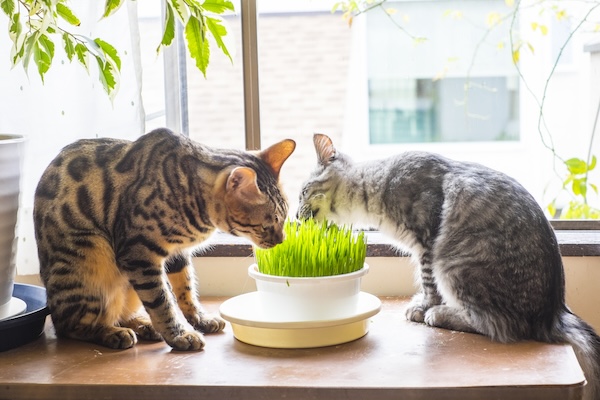 その植物危険かも？猫の誤飲・中毒リスクと対策