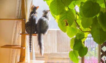 その植物危険かも？猫の誤飲・中毒リスクと対策