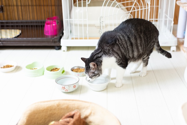 お預かり中の猫の食欲や排泄などを確認しながら、日々の健康状態を見守ります