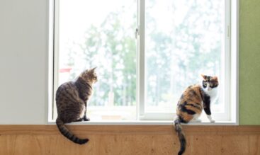 猫の長期預かり・ペットホテル｜猫専用猫舎で安心のD.C.キャッスル