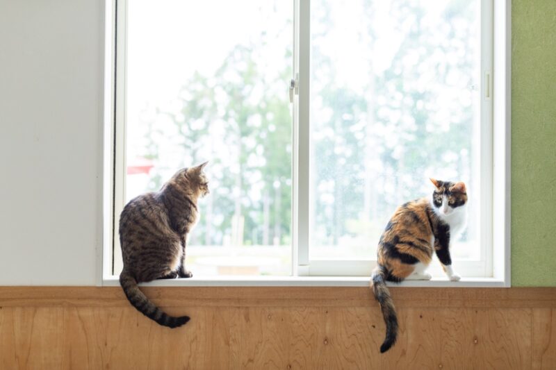 猫の短期預かりから長期預かり、一生涯のお預かり施設 D.C.キャッスル の猫舎　