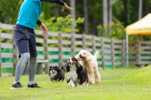 犬の長期預かり施設D.C.キャッスルの画像