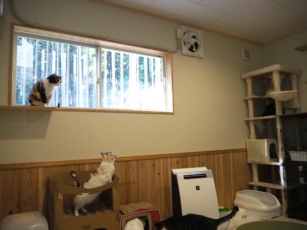 猫の短期預かりから長期預かり、一生涯のお預かり施設 D.C.キャッスル