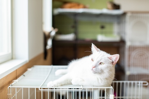 DCキャッスルで長期お預かり中の猫の写真