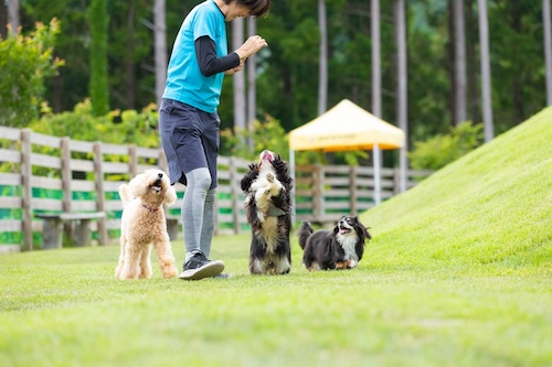 DCキャッスルで長期お預かり中の犬の様子