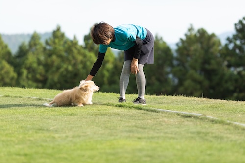 DCキャッスルでの犬のお世話の様子