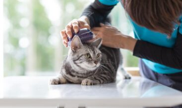 高齢のペットを預ける前に確認しておきたいこと｜ペットホテル・長期預かり