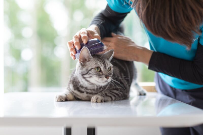 DCキャッスルでの猫のお世話の様子