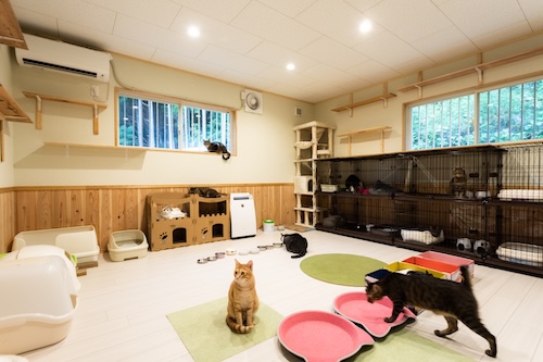 DCキャッスルで長期お預かり中の猫たちの様子
